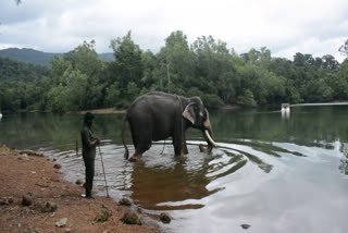 കോട്ടൂര്‍ ആന പുനരധിവാസ കേന്ദ്രം  കോട്ടൂര്‍ ആനകള്‍ക്കായുള്ള ആശുപത്രി  കോട്ടൂര്‍ ആന പാര്‍ക്ക്  elephant park in kottoor  kottoor elephant hospital  Rehabilitation Center for elephant  kottoor elephant Rehabilitation Center  kottoor elephanat Rehabilitation Center Rehabilitation Center musuem  കോട്ടൂര്‍ കാപ്പുകാട് ആനപുനരധിവാസ കേന്ദ്രം