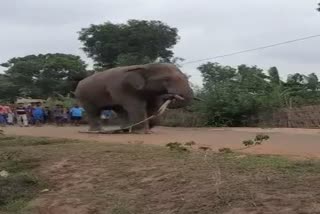 elephant fear in Balesore