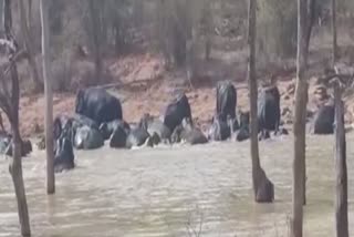 Elephants fun in water