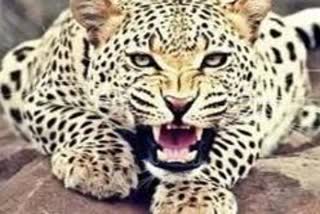 Indore Leopard Terror