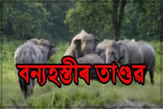 Wild Elephant infestation in Hojai