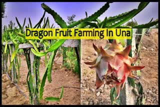 Dragon Fruit Farming In Una