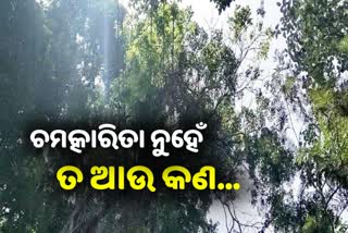 Raining Tree: ଖରା ପାଗରେ କେବଳ ବେଲ ଗଛ ତଳେ ହେଉଛି ବର୍ଷା, ଭିଡିଓ ଭାଇରାଲ