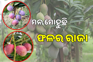 special mango variety of different countries in lucknow