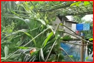 miscreants-destroyed-trees-at-mukalmua-in-nalbari