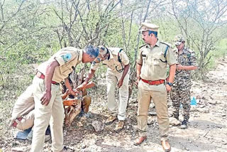 tiger wandering at peddabommalapuram in prakasam district