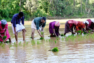 Speaker MB Rajesh  എംബി രാജേഷ്  നടീൽ ഉത്സവം ഉദ്ഘാടനം  palakkad local news  Speaker MB Rajesh on agriculture