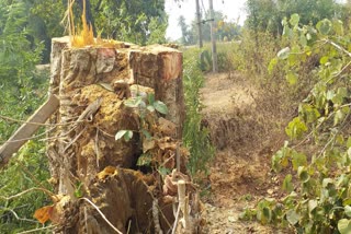 people opposed valuable tree cutting in Boudh