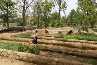 plantation by Forest Department