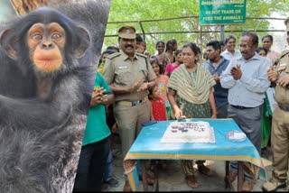 வண்டலூர் பூங்காவில் சிம்பன்சி குட்டியின் பிறந்த நாளை 'கேக்' வெட்டி கொண்டாடிய ஊழியர்கள்