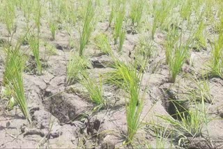 Farmers worried over Lack of Irrigation Facilities: ’سینچائی کا انتظام نہ ہونے سے زرعی اراضی تباہی کے دہانے پر‘