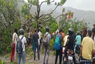 Tree fell on Rishikesh Badrinath highway due to strong winds