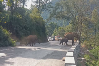 குன்னூர் தேசிய நெடுஞ்சாலையில் ரிலாக்ஸாக உலாவும் யானைகள்; போக்குவரத்து பாதிப்பு