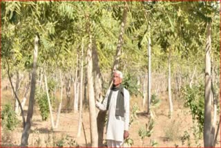 This farmer invented the technique of planting trees with 1 liter of water, planted thousands of trees