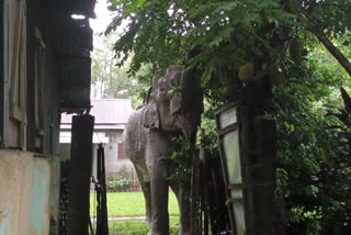 Elephant Eat Jackfruit