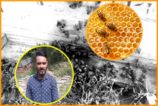 Youths Interested in Honey Business