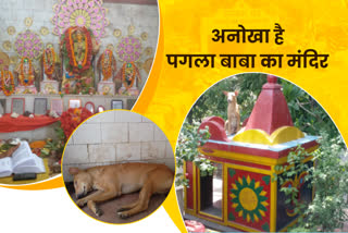 Animals also allowed to worship in Pagla Baba temple in Ranchi