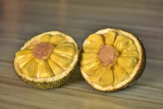 mangala-early-new-breed-of-jackfruit-which-gives-fruits-for-two-times-in-a-year