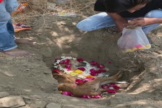 પશુ પર ક્રૂરતા : રખડતા શ્વાનની હત્યાની ફરિયાદ નોંધાઇ, જૂઓ શું કહે છે કાયદો