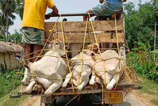 Cattle smuggling still rampant in Birbhum