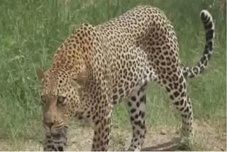 attacked by leopard in Dhar two people injured