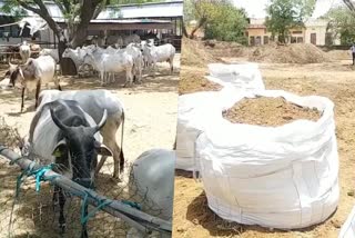 organic farming from cow  cow dung exported from india to kuwait  indian Organic farming in foreign  cow dung organic farming  Jaipur latest news  Rajasthan hindi news  etv bharat Rajasthan news  കുവൈറ്റിലേക്ക് 192 മെട്രിക് ടൺ ചാണകം കയറ്റുമതി ചെയ്യാനൊരുങ്ങി ഇന്ത്യ  ചാണകം കയറ്റുമതി ചെയ്യാനൊരുങ്ങി ഇന്ത്യ  കുവൈറ്റിൽ നിന്നും ചാണകം ചാണകത്തിന്‍റെ ഓർഡർ  ചാണകം ഓർഡർ ചെയ്‌ത് കുവൈറ്റ്  ഇന്ത്യയിൽ നിന്നും ചാണകം ഓർഡർ ചെയ്‌ത് കുവൈറ്റ്  ജൈവ വളമായി ചാണകം  കുവൈറ്റിൽ നിന്ന് 192 മെട്രിക് ടൺ ചാണകത്തിന്‍റെ ഓർഡർ  ഓർഗാനിക് ഫാർമർ പ്രൊഡ്യൂസർ അസോസിയേഷൻ ഓഫ് ഇന്ത്യ  ഓർഗാനിക് ഫാർമർ പ്രൊഡ്യൂസർ അസോസിയേഷൻ ഓഫ് ഇന്ത്യ ദേശീയ പ്രസിഡന്‍റ് ഡോ അതുൽ ഗുപ്‌ത  വെർമി കമ്പോസ്റ്റ്  ഇന്ത്യയിൽ നിന്നുള്ള മൃഗ ഉൽപ്പന്നങ്ങളുടെ കയറ്റുമതി  ചാണകത്തിന്‍റെ ഉപയോഗങ്ങൾ  ചാണകത്തിന്‍റെ പ്രാധാന്യം