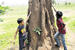 12feet ant nest at vanjangi in alluri seetharamaraju district