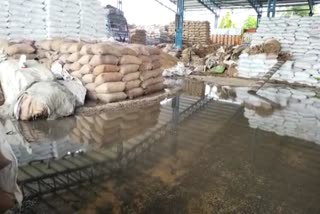 Wheat kept in mandi wet by rain