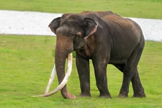 Kabini shaktiman elephant