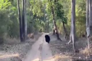 Umaria Viral video Bear chasing tiger in Bandhavgarh Tiger Reserve