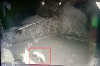 Leopard found Scene captured in CCTV
