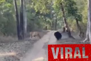 Bear chasing Tiger Viral Video
