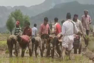 کسانوں نے لائن آف کنٹرول کے قریب دھان کی کھیتی شروع کی