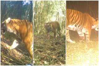 royal bengal tiger