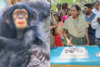 Chennai: Vandalur Zoo celebrates chimpanzee cub's first birthday