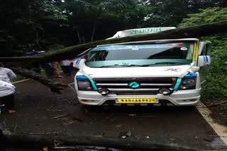 trees fell down on tempo and bus