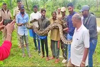 Python rescue in kodagu