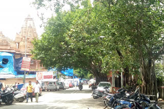 Tree Pruning Pending At Mumbai