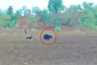 Dogs chased a bear in Adilabad
