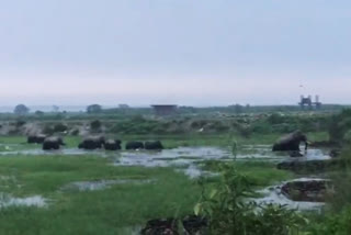 A group of elephants entered in locality of Jalpaiguri