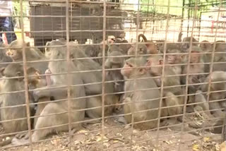 Monkeys in karimnagar