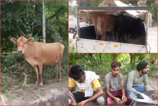 Cow theft case in Bilaspur