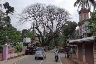 Ayurvedic treatment for 130 year old tree  130 year old tree in Palakkathakidi  പാലക്കാതകിടി കവലയിലെ വാകമരം  വാകമരത്തിന് ചികിത്സ  വാകമരത്തിന് ആയുര്‍വേദ ചികിത്സ