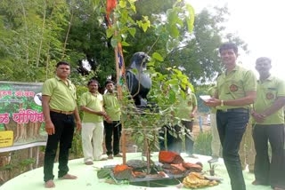 പീപ്പല്‍ പൗര്‍ണമി ആഘോഷം  worship Pimpal tree  Wife victim men worship Pimpal tree in Aurangabad  ആല്‍മരത്തിന് ചുറ്റും നടന്ന് ആരാധന  വാറ്റ് സാവിത്രി  മഹാരാഷ്‌ട്ര  ഔറംഗാബാദ് മഹാരാൺ്‌ട്ര  മുംബൈ