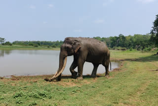 Elephant Bhogheshwara died: Shaktimaan's ivory remains as Memory