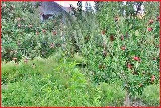 Natural Farming of Apple