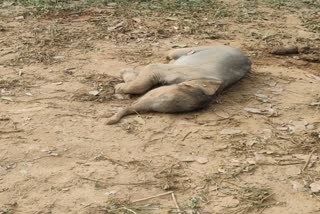 Elephant baby dies in Raigarh