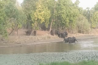 Herd of elephants seen in pond in Umaria