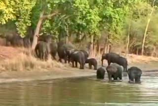 Bandhavgarh Tiger Reserve Herd of elephants