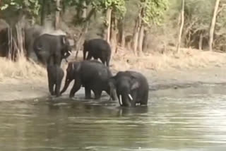 Watch: Elephants to beat summer heat enjoying cool splash at Bandhavgarh
